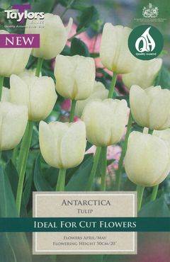 Tulip Antarctica 11-12 P/P