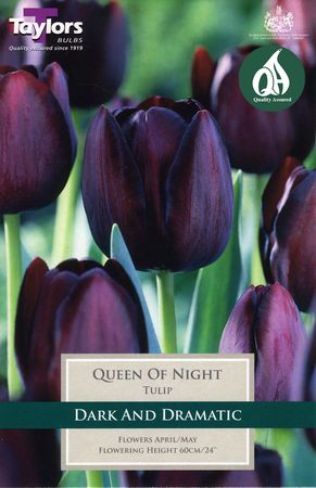 Tulip Queen Of Night 11-12 P/P