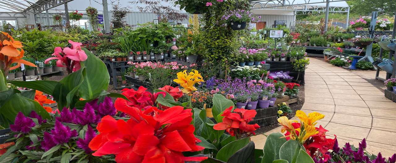 Plant area garden centre Merryhatton in North Berwick