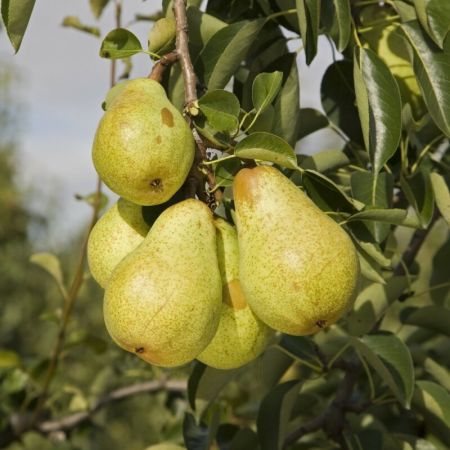 Pear (Pyrus) Williams' Bon Chrétien