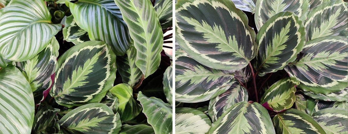 Houseplants near Edinburgh | Merryhatton