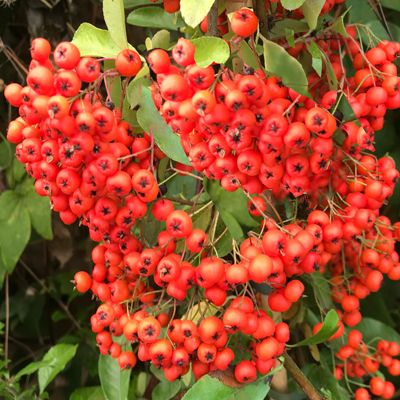 Autumn berries