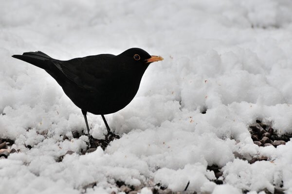 Garden Birds & Wildlife