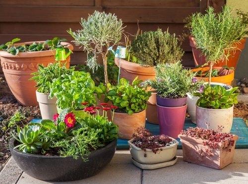 Pots & Planters Pots & Planters