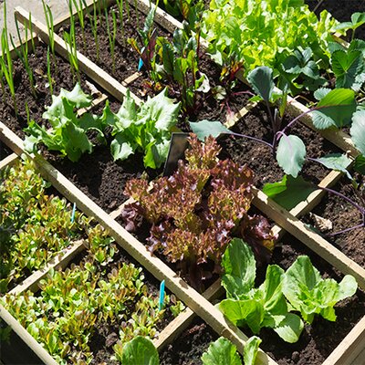 Square foot vegetable gardening