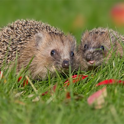 Garden birds & wildlife Garden birds & wildlife