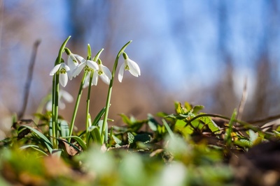 12 gardening tips for January