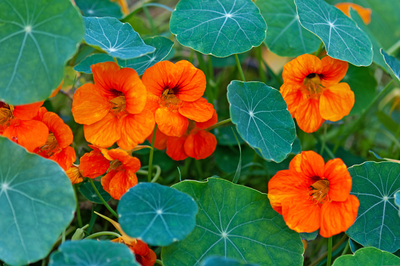 3 fantastic summer annuals to sow