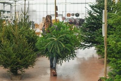 Choosing a Scottish Grown Christmas Tree