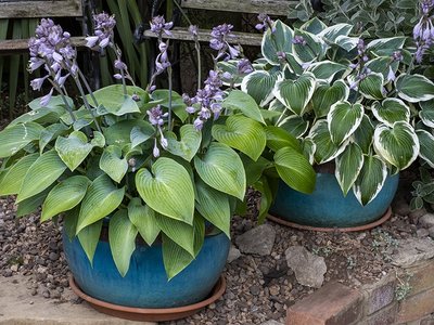 Colourful shade planter ideas