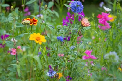 Create a bee meadow 