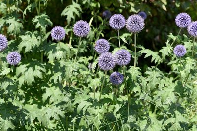 Drought-tolerant perennial plants