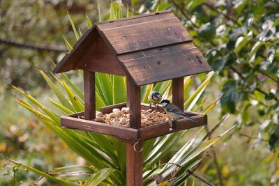 Feeding birds in your garden in autumn and winter