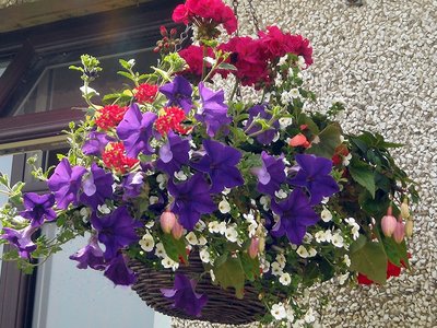 Looking after hanging baskets