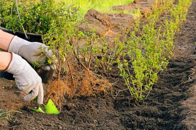 Planting bare root hedges