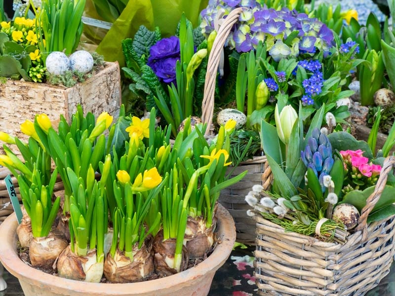 Planting for yearround colour Merryhatton Garden Centre
