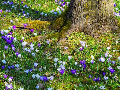 Tips for planting under trees