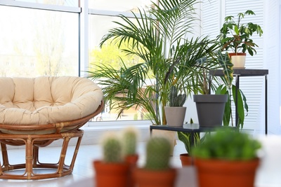 7 Top Houseplants to Replace the Christmas Tree