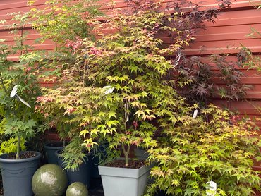 Acer palmatum Beni-maiko