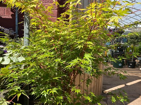 Acer palmatum Sango Kaku