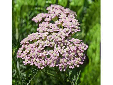 Achillea Millefollium Summer Pastels 1L