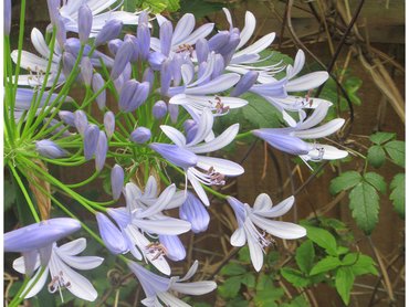 Agapanthus Ever Sapphire