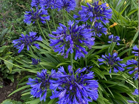 Agapanthus Ever Sapphire (Bright Blue) 2L