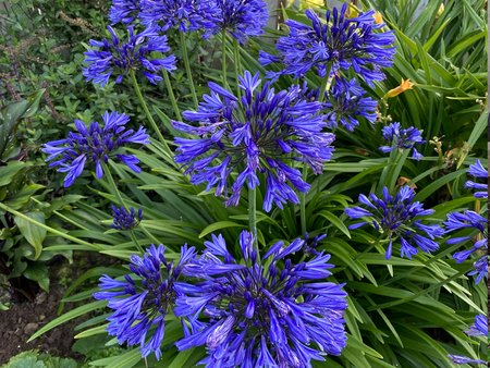 Agapanthus Ever Sapphire (Bright Blue) 2L