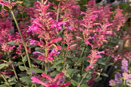 Agastache Morello 2L