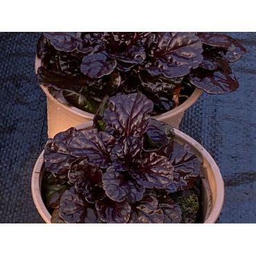 Ajuga Black Scallop  v11 pot