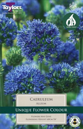 Allium Caeruleum