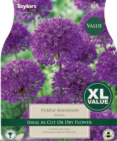 Allium Purple Sensation   15 bulbs per pack