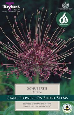 Allium Schubertii