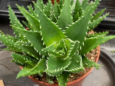 Aloe jaws 20cm