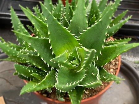 Aloe jaws 30cm
