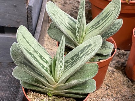 Aloe variagated 15cm
