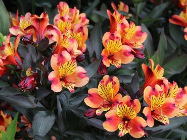 Alstroemeria Indian Summer (Caged)  in 3L pot