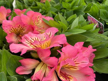 Alstroemeria Inticancha Sunshine  in 3L pot