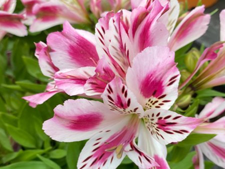 Alstroemeria Inticancha White Pink Blush  in 3L pot