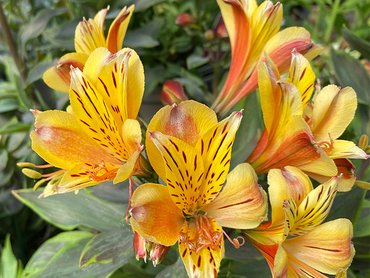 Alstroemeria Summer Breeze (Caged) in 3L pot