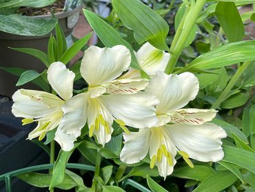Alstroemeria Summer Sky (Caged) in 3L pot