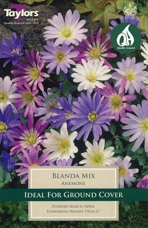 Anemone Blanda Mixed
