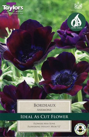 Anemone Bordeaux