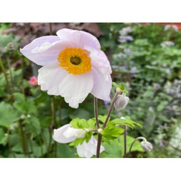 Anemone Ruffled Swan