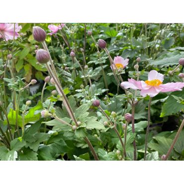 Anemone Splendens