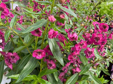 Angelonia Deep Rose Patio Ready, in 3L pot