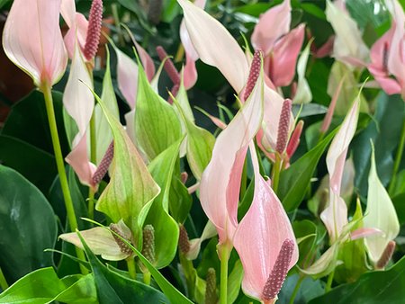 Anthurium Royal Lilli Pink