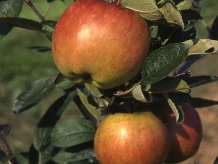 Apple (Malus) Braeburn