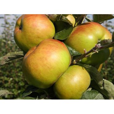 Apple (Malus) Bramley's Seedling