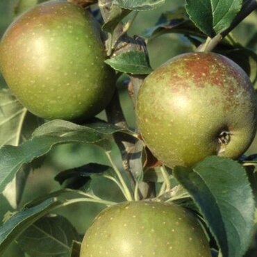 Apple (Malus) Egremont Russet